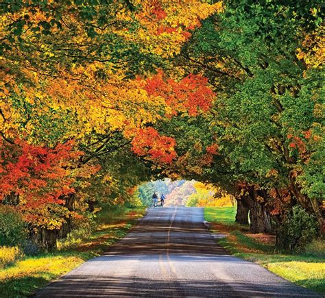 trees native to northern michigan - Krysten Farrar