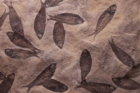 HD wallpaper: fish, fossil, fossilized, dead, skeleton, paleontology ...