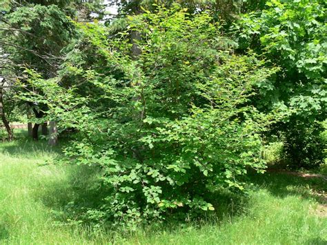 Common Witch-hazel - Plant It Wild! | Native Michigan Plants