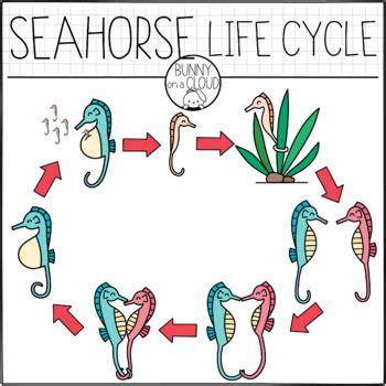 Seahorse Life Cycle Clipart by Bunny On A Cloud by Bunny On A Cloud ...