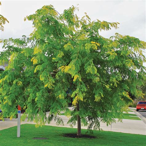 450mm Honey Locust - Gleditsia triacanthos in 2020 | Honey locust ...