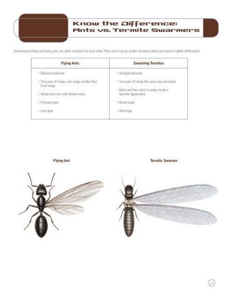 Two-node ants Scientific