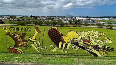 Amazing One Piece Rice Paddy Art in Aomori Japan 🇯🇵 - YouTube