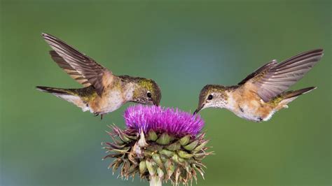 Tips for Attracting Hummingbirds - Hummingbirds Plus