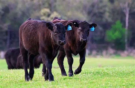 Black Angus - Description, Habitat, Image, Diet, and Interesting Facts