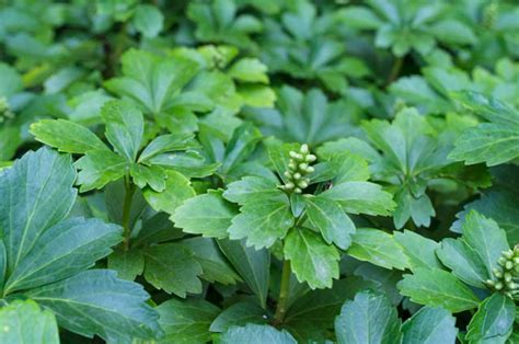 Pachysandra terminalis (Japanese Spurge)