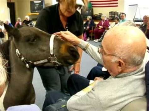 Pin on miniature horse care