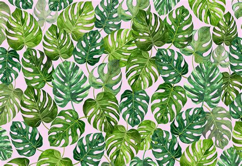 Monstera Deliciosa Plant Wallpaper