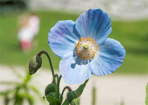 7 plants with true blue flowers - The English Garden