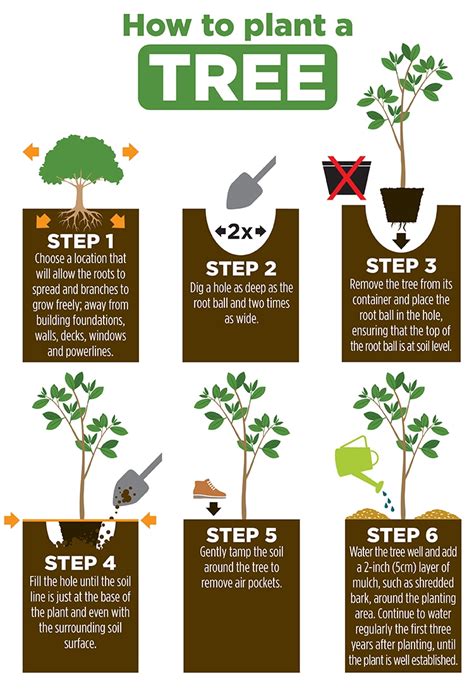 How to Plant a Tree