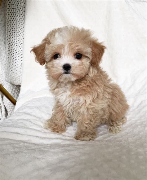 Adorable Teacup Maltipoo Puppy! - iHeartTeacups