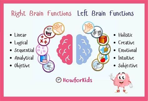 Human Brain: Functions & Anatomy for kids – HowForKids