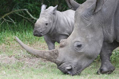 12 Interesting Facts You Probably Didn't Know About Rhinoceroses