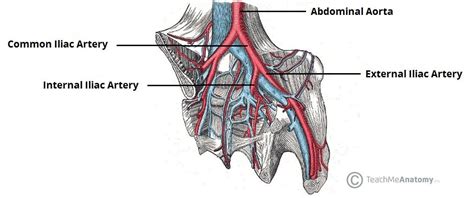 Female Internal Iliac Artery Branches : Posterior Division Of The ...