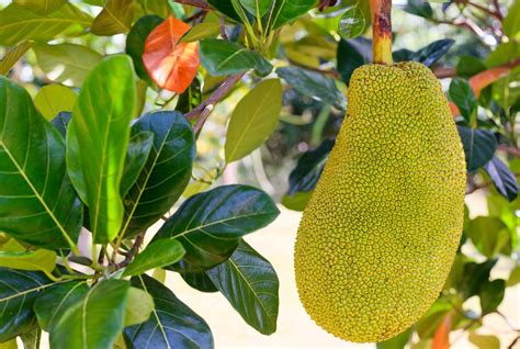 What Is Jackfruit and How Do You Eat It?