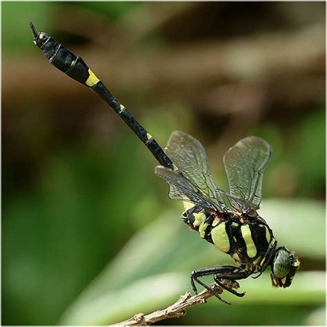 Gomphidae & Chlorogomphidae, Vietnam