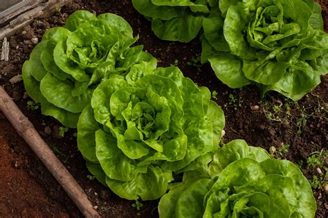 Growing Lettuce in a Home Garden | University of Maryland Extension