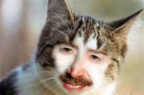 Nicolas-cage-cats • jacobsanmartin: Nick cage cat #6