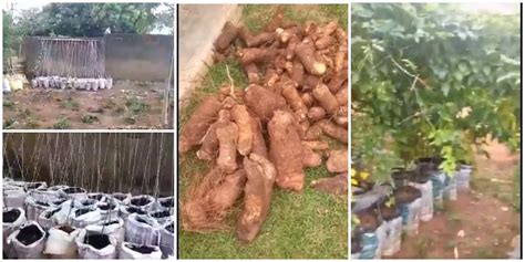 Yam Sack Farming – A Guide to Grow Yam in Sacks - Veggie Grow