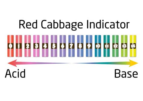 Red Cabbage Indicator Experiment Worksheet