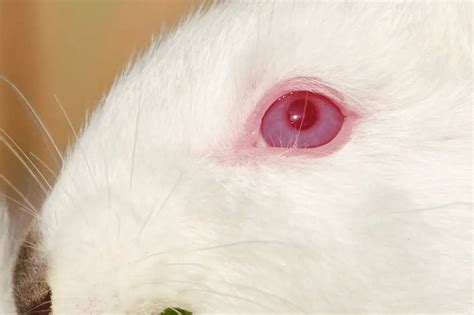 Why Some Rabbits Have Red Eyes? - SimplyRabbits - Rabbit care