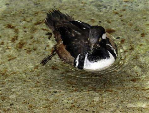 Male Hooded Merganser Duck stock image. Image of hooded - 99641111