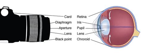 Difference between Human Eye and Camera: Definition and Similarities