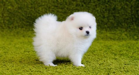 Toy Pomeranian Breeders In India | Wow Blog