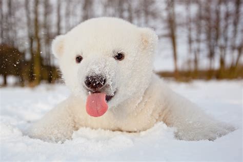 Cute Polar Bear Pictures