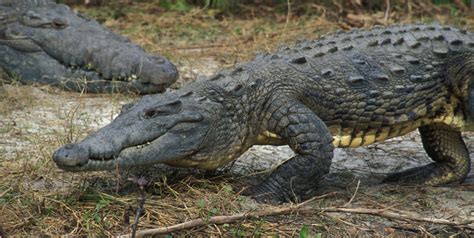 ADW: Crocodylus acutus: INFORMATION