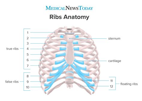 How many ribs do humans have? Men, women, and anatomy | Ribs, Anatomy ...