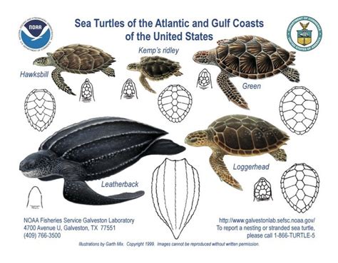 Sea Turtles of the Jersey Shore — Save Coastal Wildlife