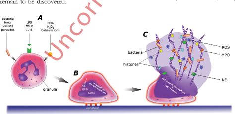 Figure 1 from Neutrophil extracellular traps (NETs) - formation and ...