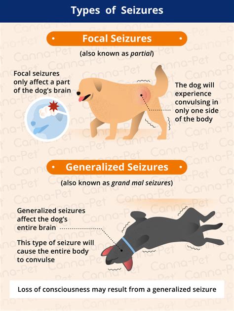 What Causes A Focal Seizure In Dogs