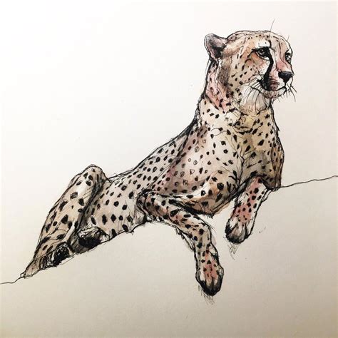 Cheetah Drawing Reference and Sketches for Artists