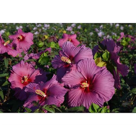 SEASON TO SEASON 2 Gal. Purple Flower Hardy Hibiscus Plant 17590 - The ...