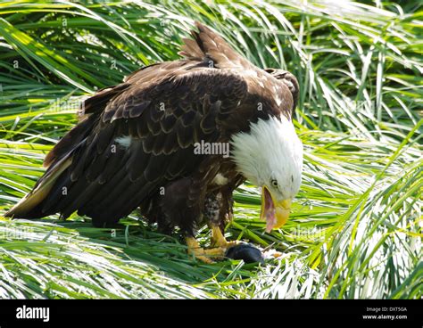 Eagle eating fish hi-res stock photography and images - Alamy