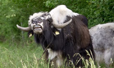 The Himalayan Yak | Critter Science