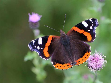 Britain's Big Butterfly Count starts today as experts predict large ...