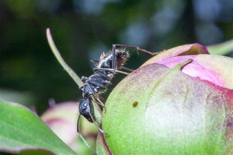 Do Birds Eat Ants? (Here Are the Facts) - Bird Nature