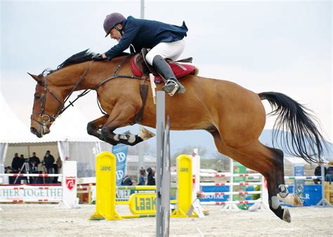 Free Images : person, horse, stallion, competition, leaping, western ...