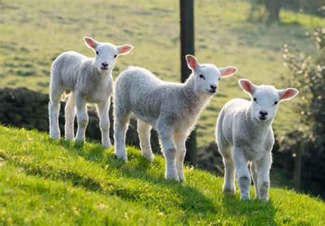 Lambs Stock Photos, Royalty Free Lambs Images | Depositphotos®