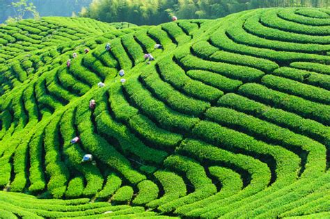 Tea Farm Wallpaper