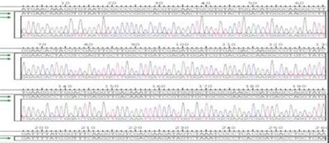 Gene sequencing diagram. It confirmed the sequence of the amplified and ...