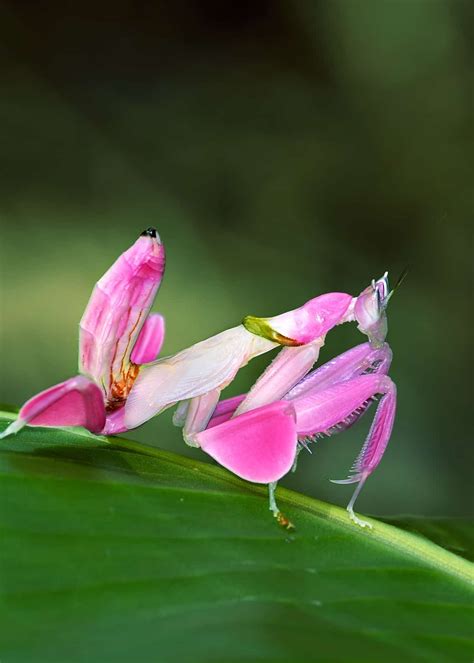 Nature is Lit on Twitter: "🔥 Pink Orchid Mantis… " Cool Insects, Bugs ...