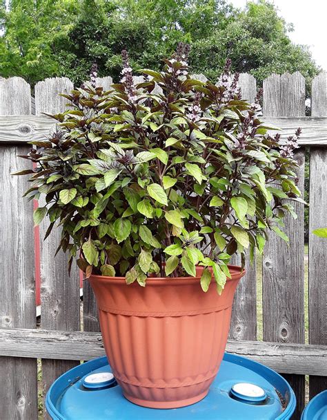 Basil, Cinnamon Basil Seeds – Gran's Garden Seeds