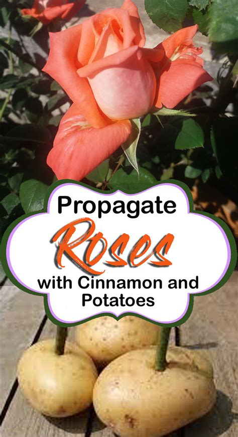 How to Propagate Roses with Potatoes | Growing Rose cuttings - Naturebring