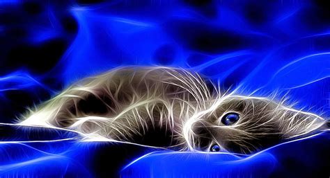 🔥 [50+] 3D Cat Wallpapers | WallpaperSafari