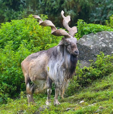 the markhor | MLTSHP