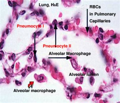 Type 1 Alveolar Cells Histology